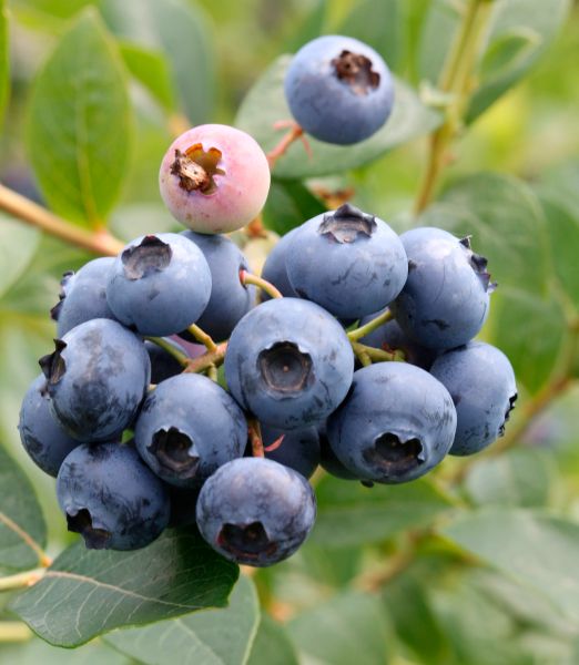 Vaccinium corymbosum 'Toro'